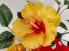 Hibiscus comestibil de culoare galbena pe fundal alb 